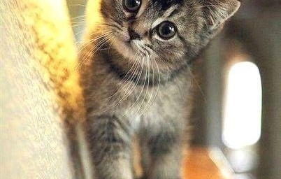 娱乐吃瓜酱小奶猫,揭秘娱乐圈那些不为人知的幕后故事