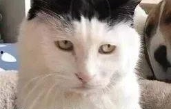 猫猫吃瓜娱乐圈,趣味横生的娱乐圈幕后故事